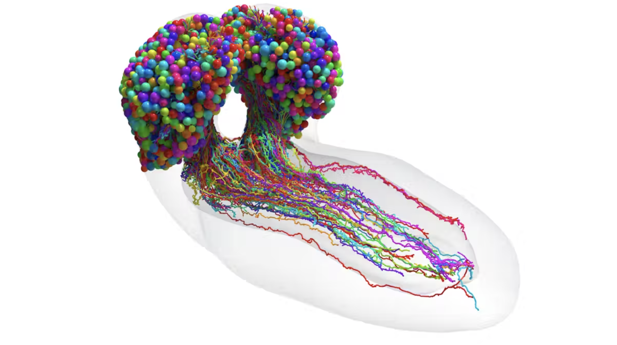 Connectome of the fruit fly